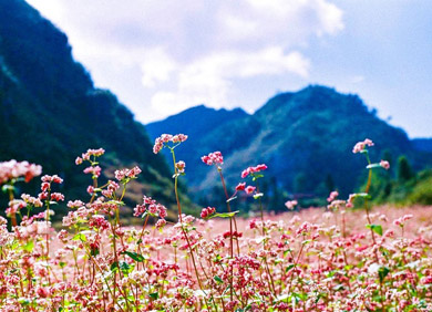 Du lịch Hà Giang - Quản Bạ - Đồng Văn - Mèo Vạc 3N